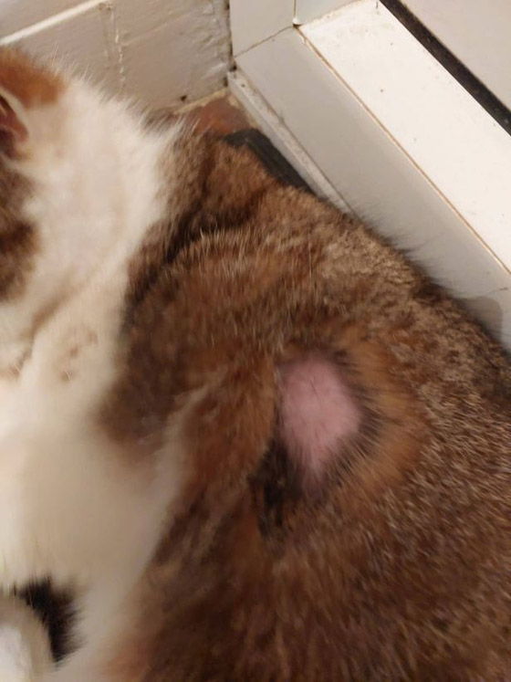 واقعة غريبة.. حلاقة شعر أكثر من 70 قطة في لندن صورة رقم 3