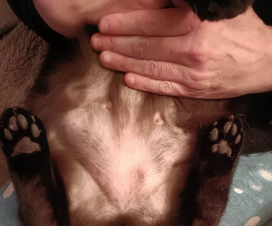 واقعة غريبة.. حلاقة شعر أكثر من 70 قطة في لندن صورة رقم 4