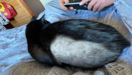 واقعة غريبة.. حلاقة شعر أكثر من 70 قطة في لندن صورة رقم 5