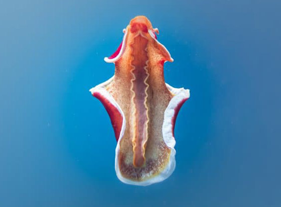 مصور يرصد فيديو مذهل لسمكة مصور يرصد فيديو مذهل لسمكة