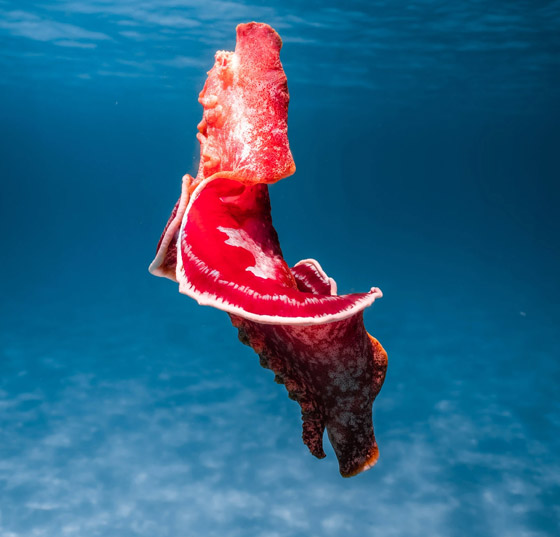 مصور يرصد فيديو مذهل لسمكة مصور يرصد فيديو مذهل لسمكة