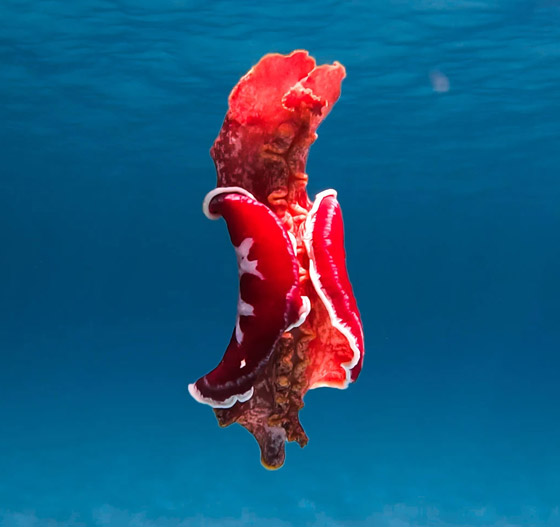 مصور يرصد فيديو مذهل لسمكة مصور يرصد فيديو مذهل لسمكة