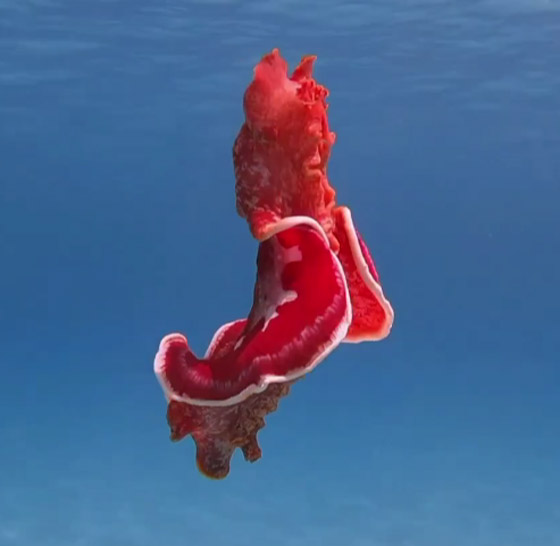 مصور يرصد فيديو مذهل لسمكة مصور يرصد فيديو مذهل لسمكة