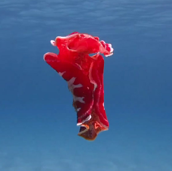 مصور يرصد فيديو مذهل لسمكة مصور يرصد فيديو مذهل لسمكة