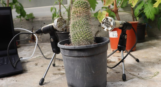 كشف بيئي مذهل.. النباتات 