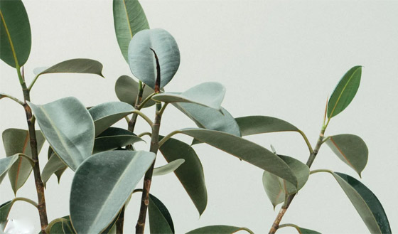 كشف بيئي مذهل.. النباتات 