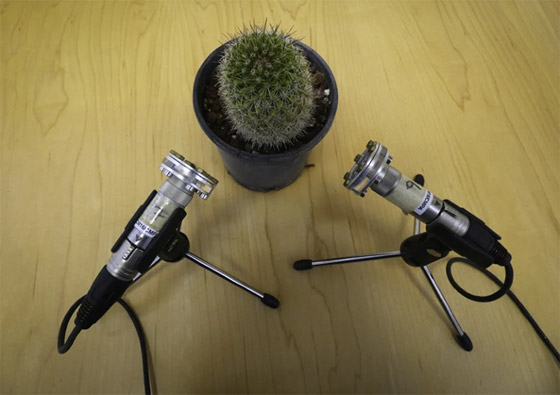 كشف بيئي مذهل.. النباتات 