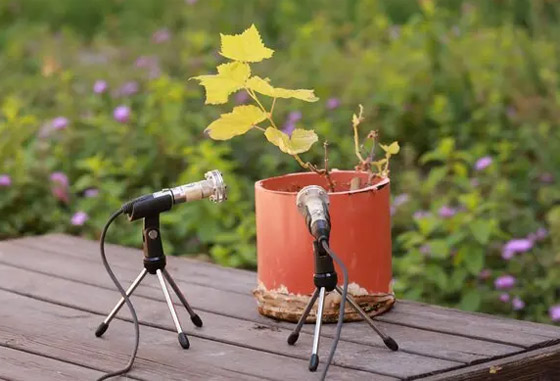 كشف بيئي مذهل.. النباتات 