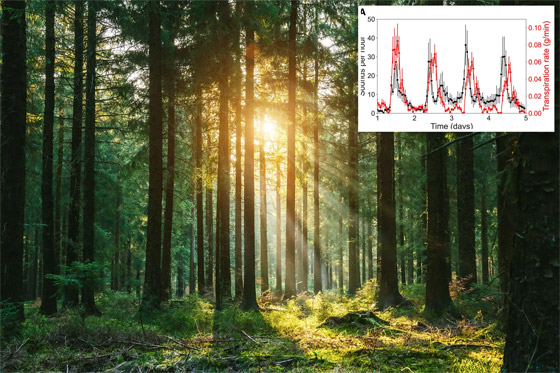 كشف بيئي مذهل.. النباتات 
