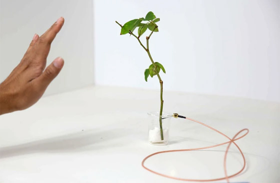 كشف بيئي مذهل.. النباتات 