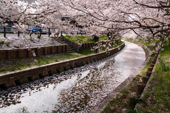 مهرجانات الربيع الأبرز حول العالم صورة رقم 6