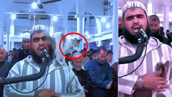 فيديو طريف: قطة تتسلق جسد إمام جزائري وقت الصلاة وتستريح على كتفه! صورة رقم 1 فيديو طريف: قطة تتسلق جسد إمام جزائري وقت الصلاة وتستريح على كتفه! صورة رقم 1