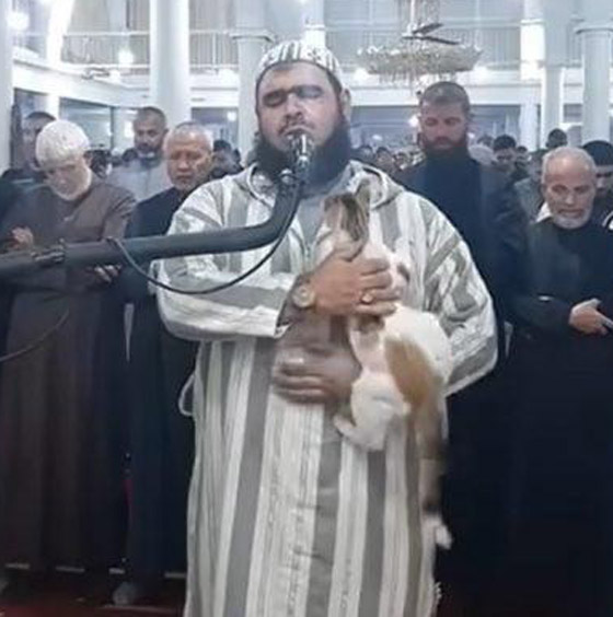 فيديو طريف: قطة تتسلق جسد إمام جزائري وقت الصلاة وتستريح على كتفه! صورة رقم 2 فيديو طريف: قطة تتسلق جسد إمام جزائري وقت الصلاة وتستريح على كتفه! صورة رقم 2