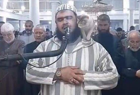 فيديو طريف: قطة تتسلق جسد إمام جزائري وقت الصلاة وتستريح على كتفه! صورة رقم 3 فيديو طريف: قطة تتسلق جسد إمام جزائري وقت الصلاة وتستريح على كتفه! صورة رقم 3