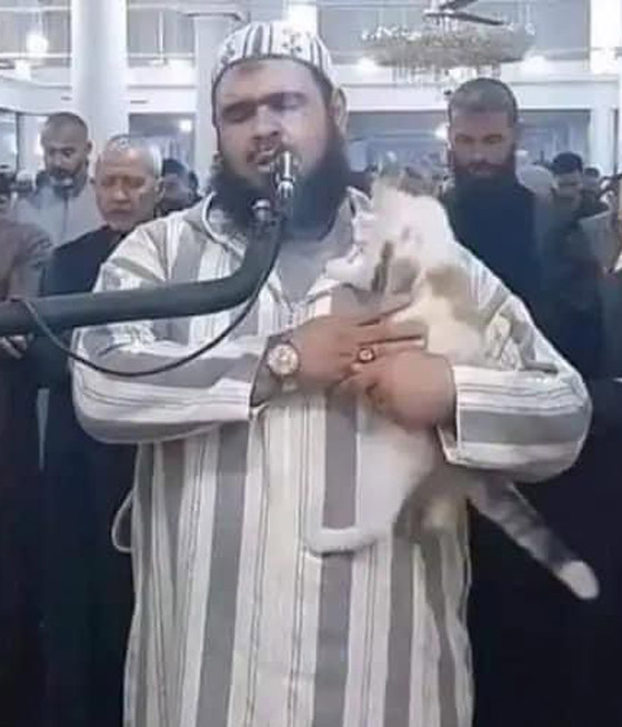 فيديو طريف: قطة تتسلق جسد إمام جزائري وقت الصلاة وتستريح على كتفه! صورة رقم 5 فيديو طريف: قطة تتسلق جسد إمام جزائري وقت الصلاة وتستريح على كتفه! صورة رقم 5