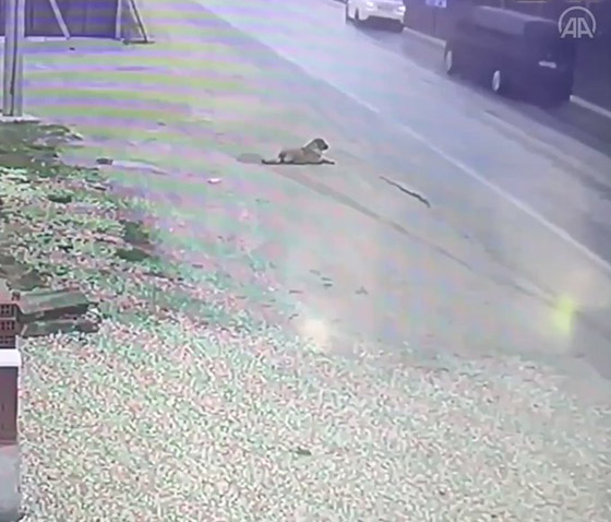 فيديو.. حادث سير مروع كاد يؤدي لكارثة صورة رقم 2 فيديو.. حادث سير مروع كاد يؤدي لكارثة صورة رقم 2