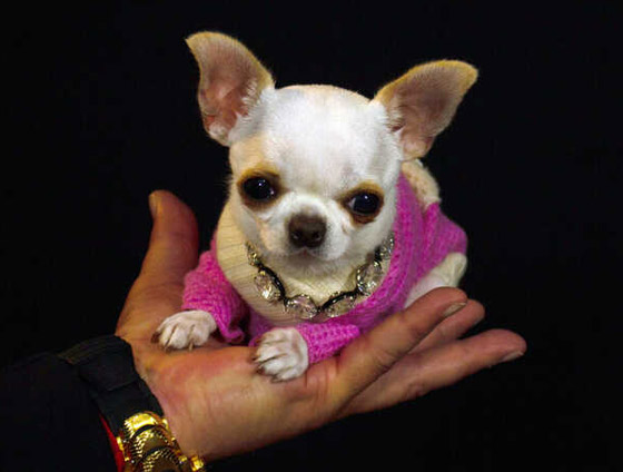 فيديو وصور: أصغر كلب في العالم يمكن حمله بالجيب.. وهذه مواصفاته صورة رقم 4