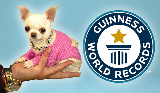 فيديو وصور: أصغر كلب في العالم يمكن حمله بالجيب.. وهذه مواصفاته صورة رقم 1