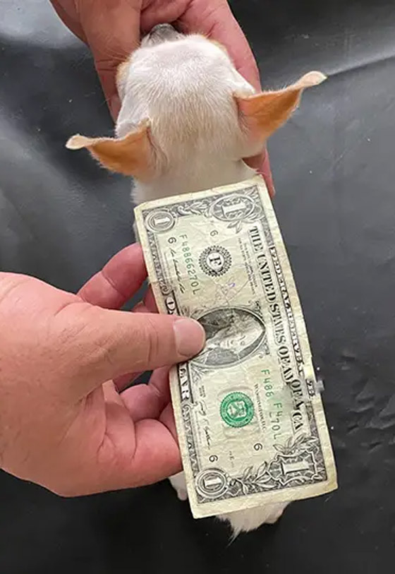 فيديو وصور: أصغر كلب في العالم يمكن حمله بالجيب.. وهذه مواصفاته صورة رقم 5