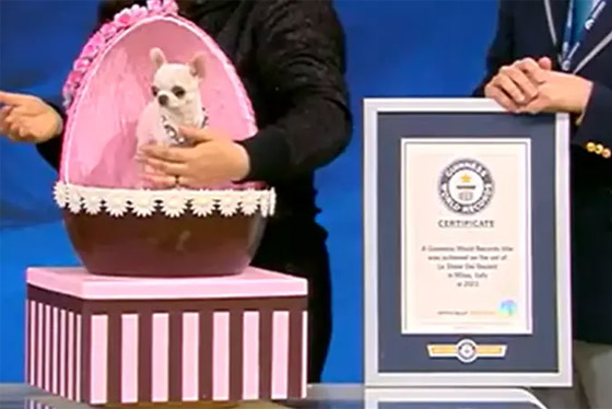 فيديو وصور: أصغر كلب في العالم يمكن حمله بالجيب.. وهذه مواصفاته صورة رقم 6