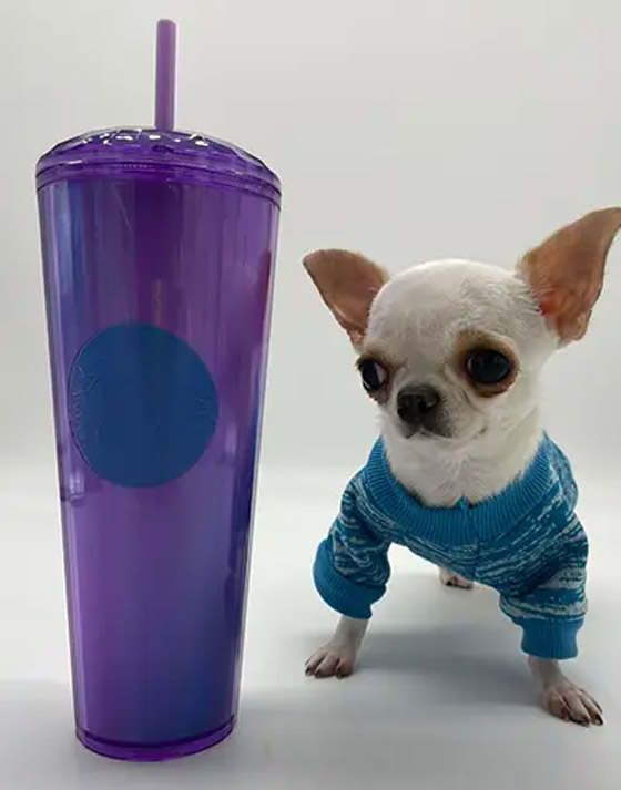 فيديو وصور: أصغر كلب في العالم يمكن حمله بالجيب.. وهذه مواصفاته صورة رقم 7