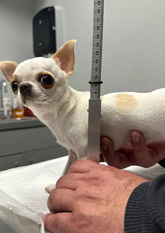 فيديو وصور: أصغر كلب في العالم يمكن حمله بالجيب.. وهذه مواصفاته صورة رقم 8