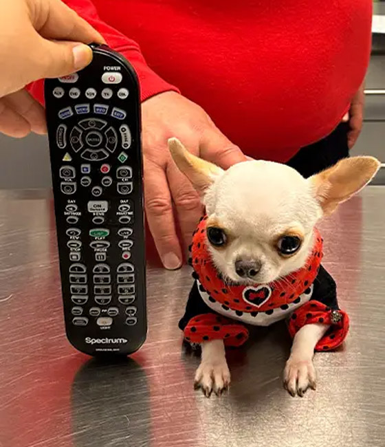 فيديو وصور: أصغر كلب في العالم يمكن حمله بالجيب.. وهذه مواصفاته صورة رقم 9