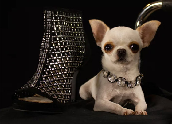 فيديو وصور: أصغر كلب في العالم يمكن حمله بالجيب.. وهذه مواصفاته صورة رقم 10