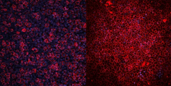 علماء يطورون نسخة شبيهة بالرئة البشرية.. يطالبون بالتوقف عن إجراء التجارب على الحيوانات صورة رقم 1
