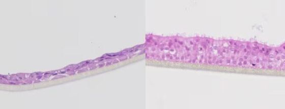 علماء يطورون نسخة شبيهة بالرئة البشرية.. يطالبون بالتوقف عن إجراء التجارب على الحيوانات صورة رقم 5