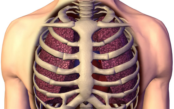علماء يطورون نسخة شبيهة بالرئة البشرية.. يطالبون بالتوقف عن إجراء التجارب على الحيوانات صورة رقم 7