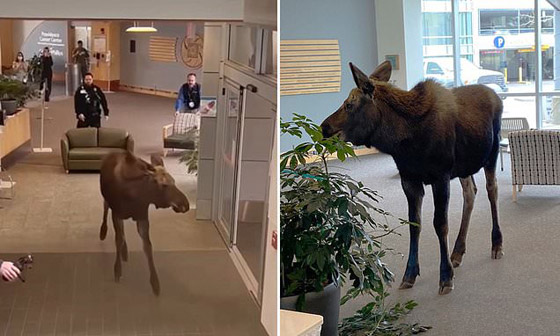 حيوان برى يقتحم مستشفى بأمريكا ويتجول فيها والأمن يلاحقه.. صور صورة رقم 1