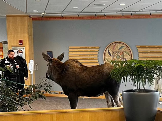 حيوان برى يقتحم مستشفى بأمريكا ويتجول فيها والأمن يلاحقه.. صور صورة رقم 2