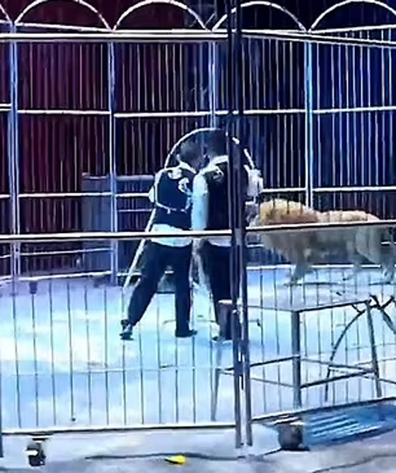 حالة من الذعر.. فرار أسدين من سيرك صيني أثناء العرض! صورة رقم 5 حالة من الذعر.. فرار أسدين من سيرك صيني أثناء العرض! صورة رقم 5