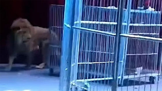 حالة من الذعر.. فرار أسدين من سيرك صيني أثناء العرض! صورة رقم 10 حالة من الذعر.. فرار أسدين من سيرك صيني أثناء العرض! صورة رقم 10