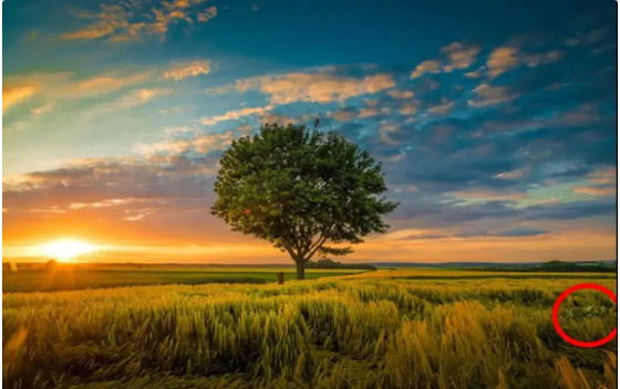 أمامك 15 ثانية فقط لتعثر على الكلب البري في الصورة! صورة رقم 2