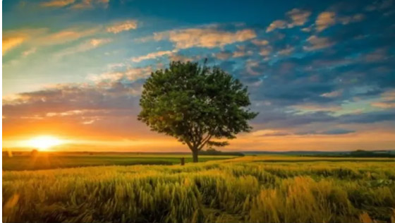 أمامك 15 ثانية فقط لتعثر على الكلب البري في الصورة! صورة رقم 1