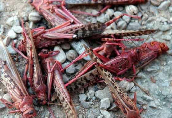 من بينها مطر الدم ...أغرب ظواهر الطقس على الإطلاق! صورة رقم 4