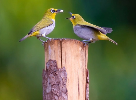 بدا كأنه يحملها.. مصور يوثق طائرا يطارد أنثى في موسم التزاوج بقطر صورة رقم 2