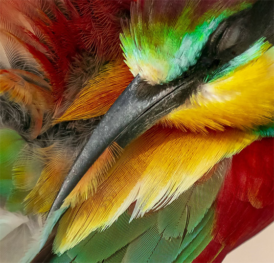 بدا كأنه يحملها.. مصور يوثق طائرا يطارد أنثى في موسم التزاوج بقطر صورة رقم 3