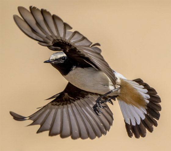 بدا كأنه يحملها.. مصور يوثق طائرا يطارد أنثى في موسم التزاوج بقطر صورة رقم 4