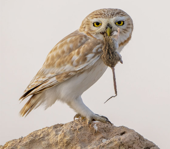 بدا كأنه يحملها.. مصور يوثق طائرا يطارد أنثى في موسم التزاوج بقطر صورة رقم 5