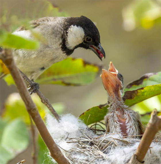 بدا كأنه يحملها.. مصور يوثق طائرا يطارد أنثى في موسم التزاوج بقطر صورة رقم 6