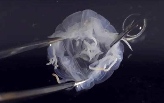 يشبه الصندوق.. اكتشاف قنديل بحري له 24 عينا في هونج كونج صورة رقم 2