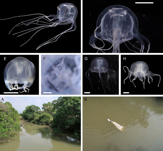 يشبه الصندوق.. اكتشاف قنديل بحري له 24 عينا في هونج كونج صورة رقم 4