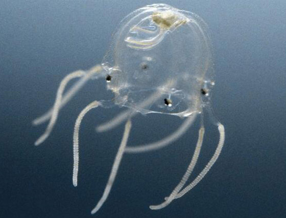 يشبه الصندوق.. اكتشاف قنديل بحري له 24 عينا في هونج كونج صورة رقم 5