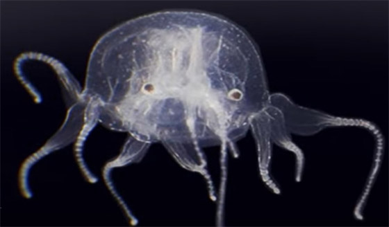 يشبه الصندوق.. اكتشاف قنديل بحري له 24 عينا في هونج كونج صورة رقم 6