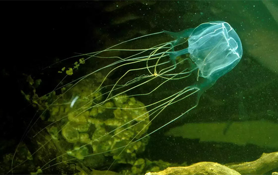 يشبه الصندوق.. اكتشاف قنديل بحري له 24 عينا في هونج كونج صورة رقم 8