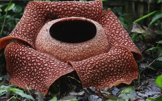 أسوأ 10 روائح أزهار في الطبيعة على الإطلاق! صورة رقم 7