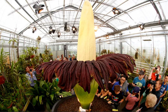 أسوأ 10 روائح أزهار في الطبيعة على الإطلاق! صورة رقم 9